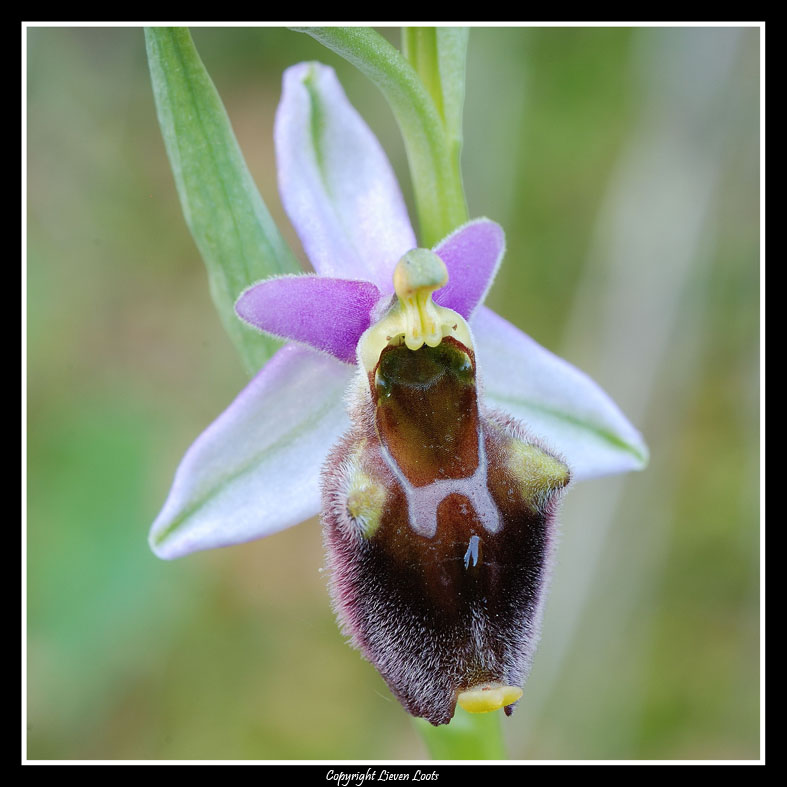 la solita ignota ... ophrys